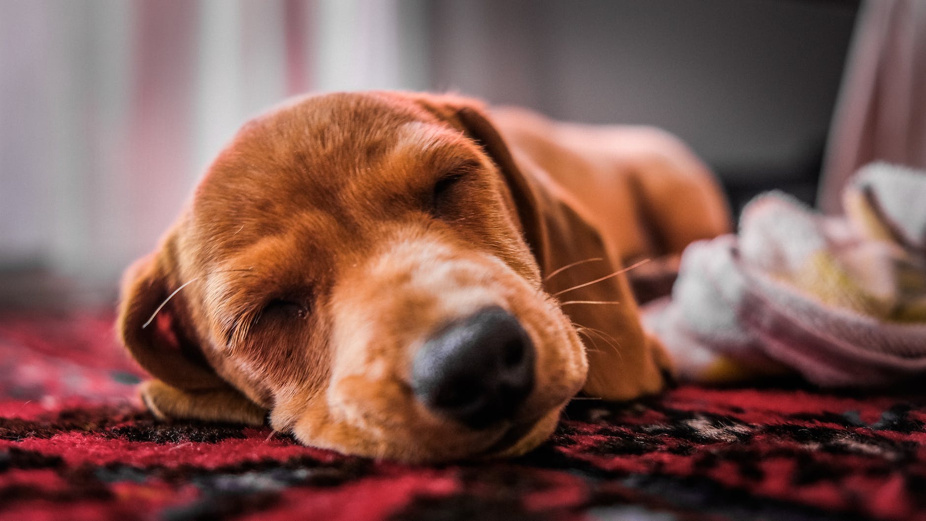 close up photo of dog sleeping